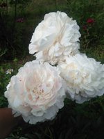 IMG_20160702_151844.jpg