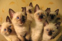 Букет тебе из котиков