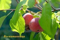 Воспитанница1.JPG