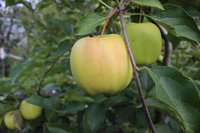 IMG_6509.jpg