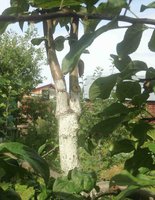IMG_0158_1.jpg