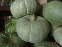 Ни рекордными размерами, ни особыми качествами наш нынешний урожай похвастаться не может.<br />А как бы и не наоборот. Что-то маловато плодов соответствующих внешности доброй старой Волжской серой. Которая нас устраивает во всех отношениях. Урожайна, некоторыми тыквинами можно и поудивлять, 15 кг не редкость ( не в этом году).<br /><br />Достаточна вкусна для кулинарии, каротина в ёй, бают, не меньше чем в моркови. Похоже на то, цвет мякоти - как у хорошего яичного желтка.<br />Принадлежит к виду т. крупноплодная, Cucurbita maxima, то есть холодостойка и имеет мягкую кожуру. Обрабатывать легко и за любимых зверюшек не надо переживать, что им скорлупа ЖКТ поцарапает. <br />Вроде такого не случалось, но все-таки.<br />Опять же и куры склевывают все без остатка, у твердокорой ( кабачков тож) вечно кожурки остаются.