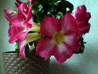 P1010008.JPG