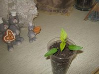 IMG_1361.JPG