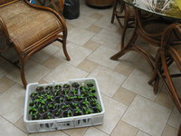 IMG_1371.JPG