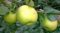 Каштэля4_20160917.jpg