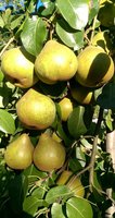 Платонаўская4_20160914.jpg