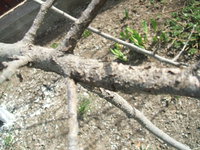 DSCF2609.JPG