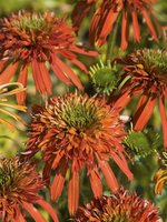 web-Echinacea Summer Salsa noma00073.jpg