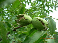 DSCN1345.JPG