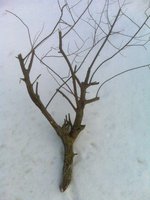 IMG03660.jpg (74.23 КБ) 1711 просмотров Ветка после обрезки