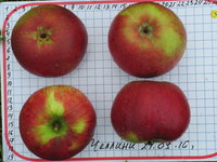 Челлини-16-32.JPG