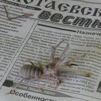 обед.jpg