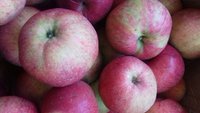 Этот сорт превосходен в данный момент.Отличный вкус.Семья оценивает на 5 баллов.