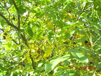 DSCN1366.JPG