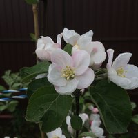 IMG_4309.JPG