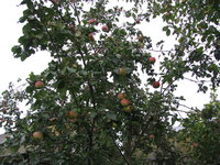 IMG_3186.JPG