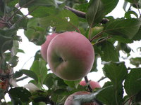 IMG_3183.JPG