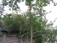 IMG_3187.JPG