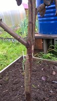 груша_20160924_13_55_03_Pro (002).jpg