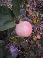 Stroevsk0634.jpg
