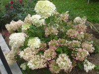 DSC09783.JPG