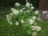 DSC09825.JPG