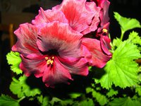 IMG_1580.JPG