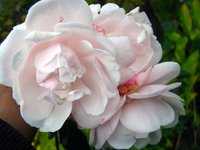 IMG_1585.JPG