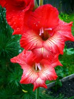 IMG_1586.JPG