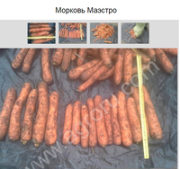 Маэстро.png