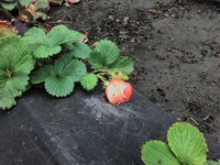 IMG_20161009_141619.jpg