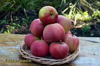Ханикрисп