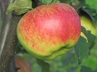 Боровинка ананасная-16-23.JPG