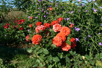 P1050046.JPG