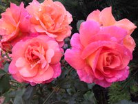 IMG_3749.JPG