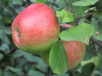 IMG_7991.JPG