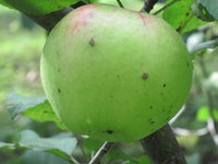 IMG_3600.JPG