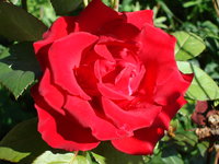 DSC00468.JPG