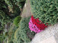 IMG_4382.JPG