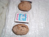 SL735417.JPG