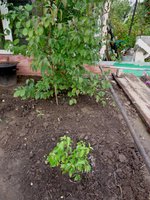 Кизилы (01.09.2013)