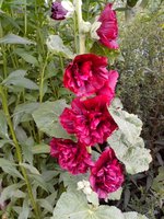 IMG_20160808_125615.jpg