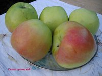 Плоды сорта Синап орловский