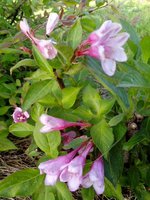 IMG_20160531_194231.jpg