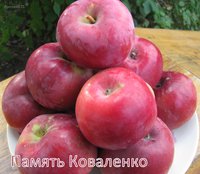 Плоды сорта Память коваленко