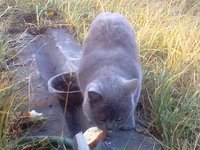 Котяра.jpg