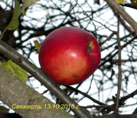 P1080381-2.jpg