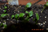DSC_0729.JPG