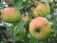 Ренет Кичунова-16-13.JPG